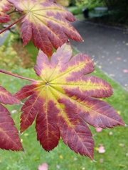 Acer japonicum