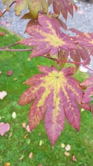 Acer japonicum