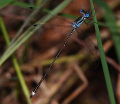 Lestes tenuatus