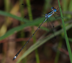 Lestes tenuatus