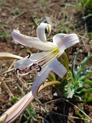 Crinum lugardiae