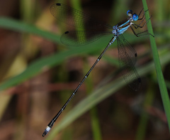 Lestes tenuatus