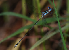 Lestes tenuatus