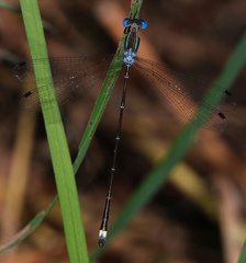 Lestes tenuatus