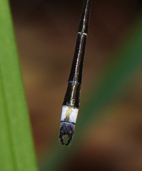 Lestes tenuatus