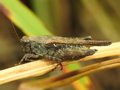 Tettigidea