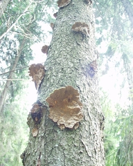 Phellinus abietis