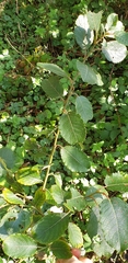 Salix caprea