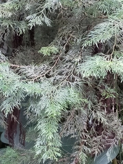 Calocedrus formosana