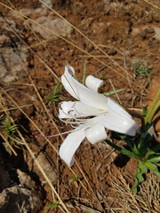 Crinum lugardiae