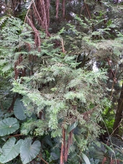 Calocedrus formosana