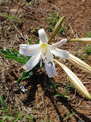 Crinum lugardiae