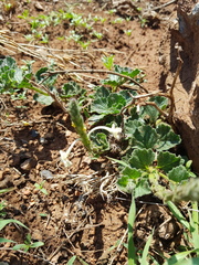 Chascanum hederaceum