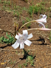 Crinum lugardiae