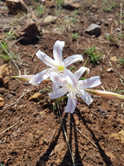 Crinum lugardiae