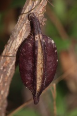 Brachychiton muellerianus