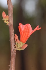 Brachychiton muellerianus