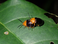 Lamprolina simillima