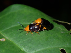Lamprolina simillima