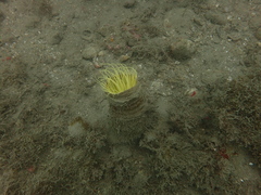 Cerianthus membranaceus