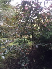 Euonymus grandiflorus