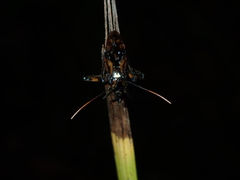 Austrovelinus varius