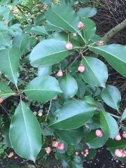 Euonymus grandiflorus
