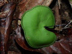 Lindsaea reniformis