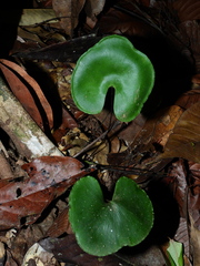 Lindsaea reniformis