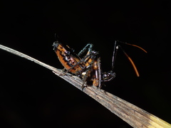 Austrovelinus varius