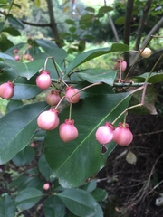 Euonymus grandiflorus