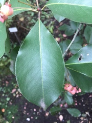 Euonymus grandiflorus