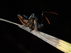 Austrovelinus varius