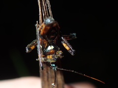 Austrovelinus varius