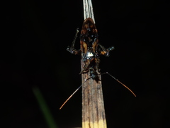 Austrovelinus varius