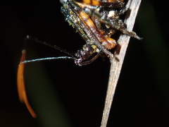 Austrovelinus varius