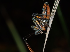 Austrovelinus varius