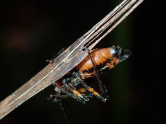 Austrovelinus varius