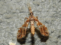 Lineodes vulnifica