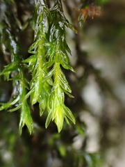 Cinclidotus fontinaloides