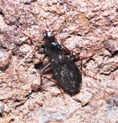 Platynus angustatus