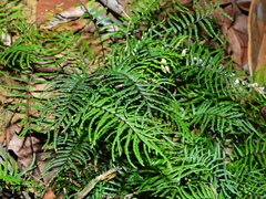 Lindsaea dubia