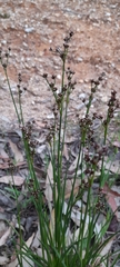 Juncus pallescens
