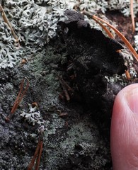 Umbilicaria hyperborea hyperborea