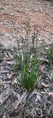 Juncus pallescens