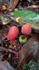 Balanophora yakushimensis