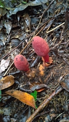 Balanophora yakushimensis