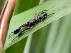 Ligonipes lacertosus