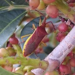 Plinachtus imitator