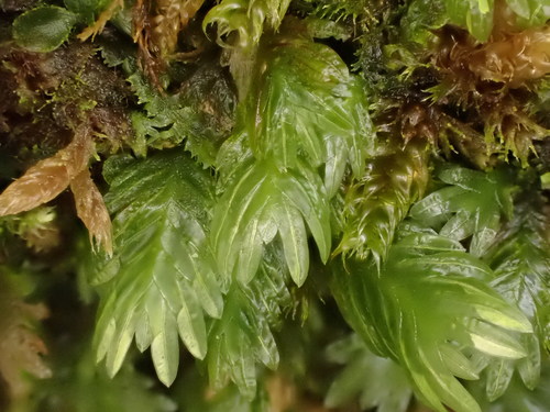 Representative image of Fissidens dubius